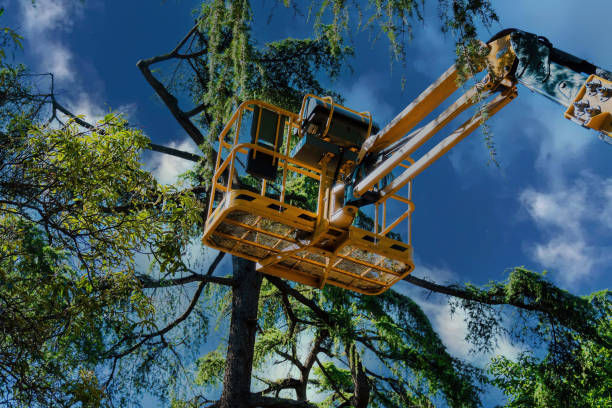 Best Commercial Tree Services  in Durant, OK