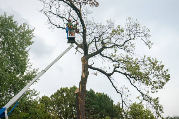 How Our Tree Care Process Works  in  Durant, OK